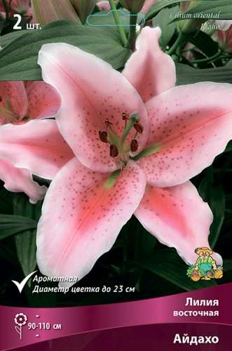 Лилия Восточная Айдахо 14-16/2шт Лилия Восточная Айдахо 14-16/2шт