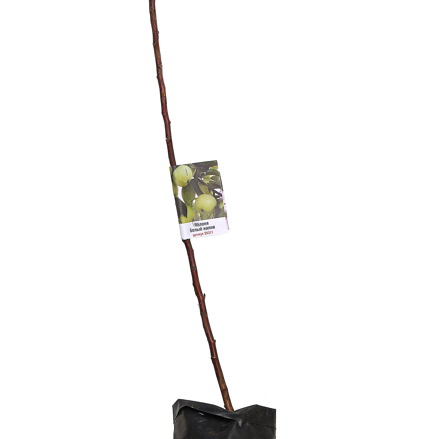 Яблоня Белый налив Саженец 2 года Высота саженца  100-120см