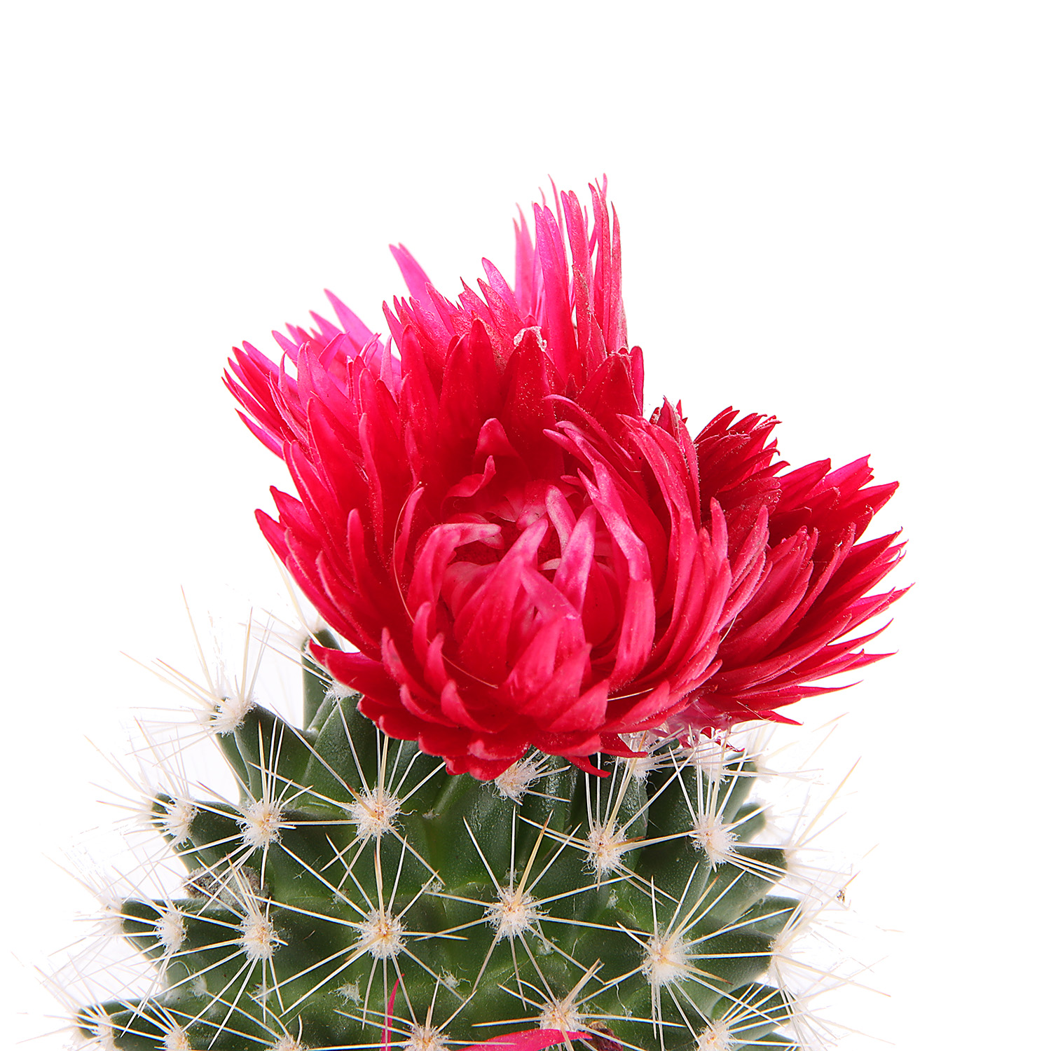 Кактус микс с сухоцветами D6 H8* 1/20