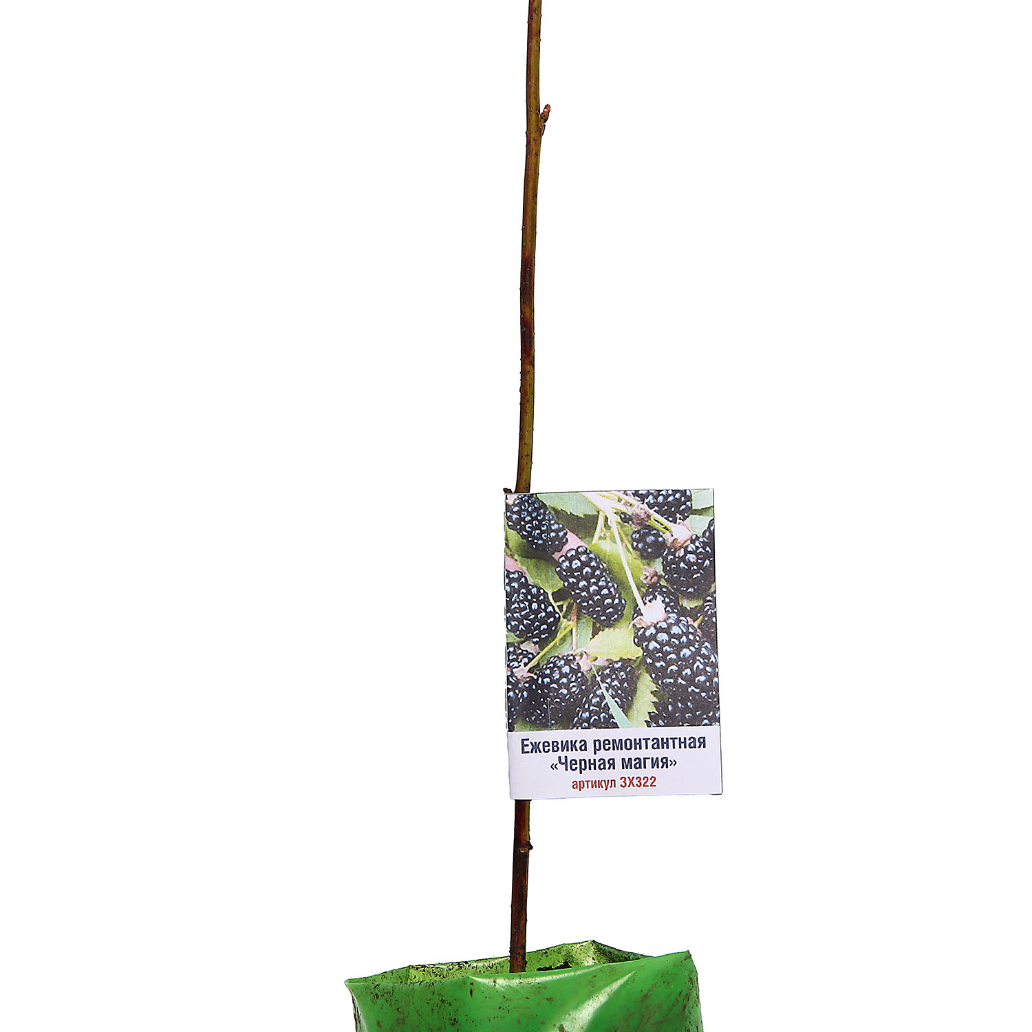 Ежевика ремонтантная Черная магия