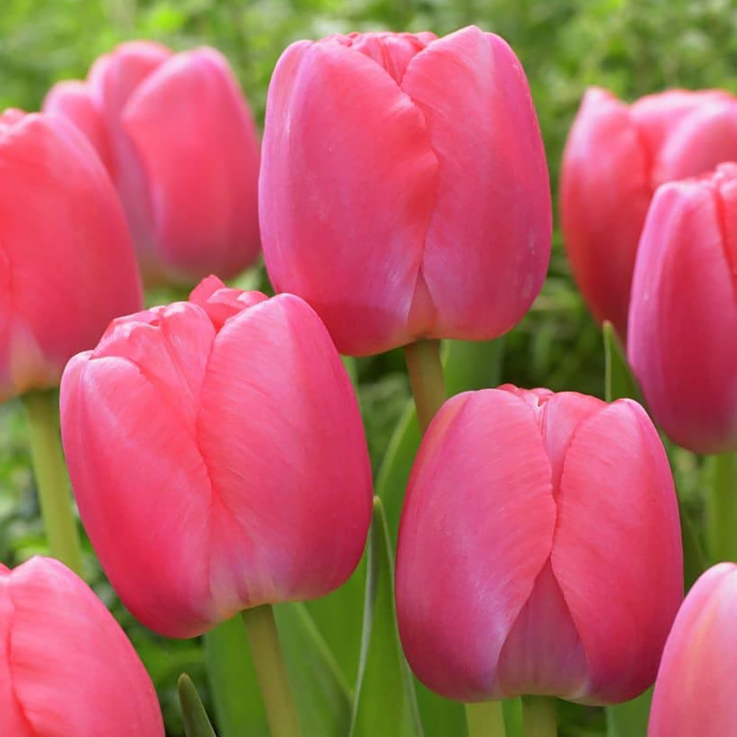 Тюльпан Дарвинов гибрид Пинк Прайд 11-12/10шт Тюльпан Дарвинов гибрид Пинк Прайд 11-12/10шт