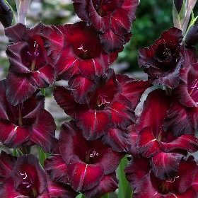 Гладиолус Блэк Джек 5шт 12/14/Gladiolus Black Jack Гладиолус Блэк Джек 5шт 12/14/Gladiolus Black Jack