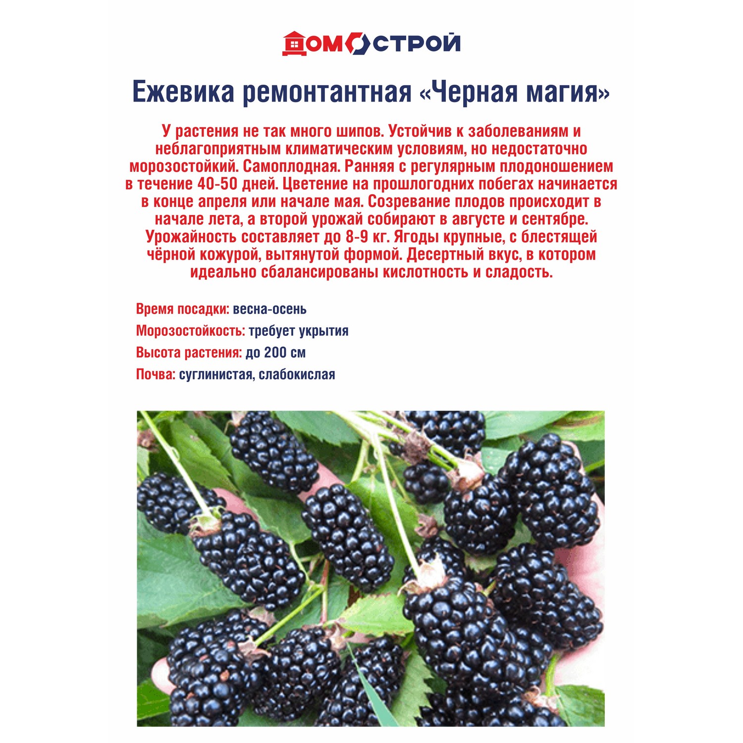 Ежевика ремонтантная Черная магия