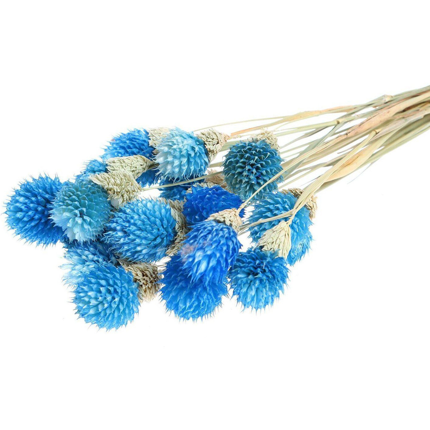 Сухоцвет "Гомфрена шаровидная" набор 20 шт, цвет голубой   6972094