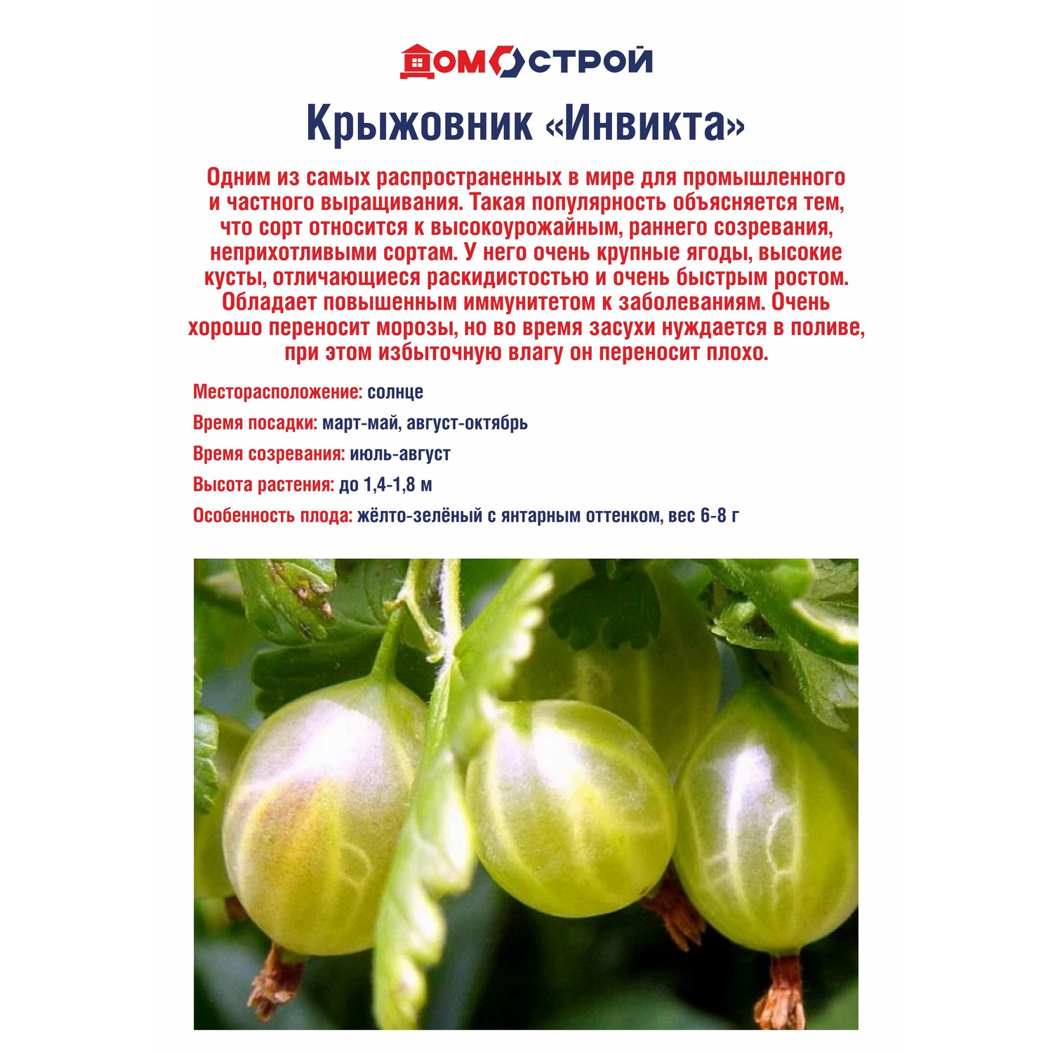 Крыжовник Инвикта