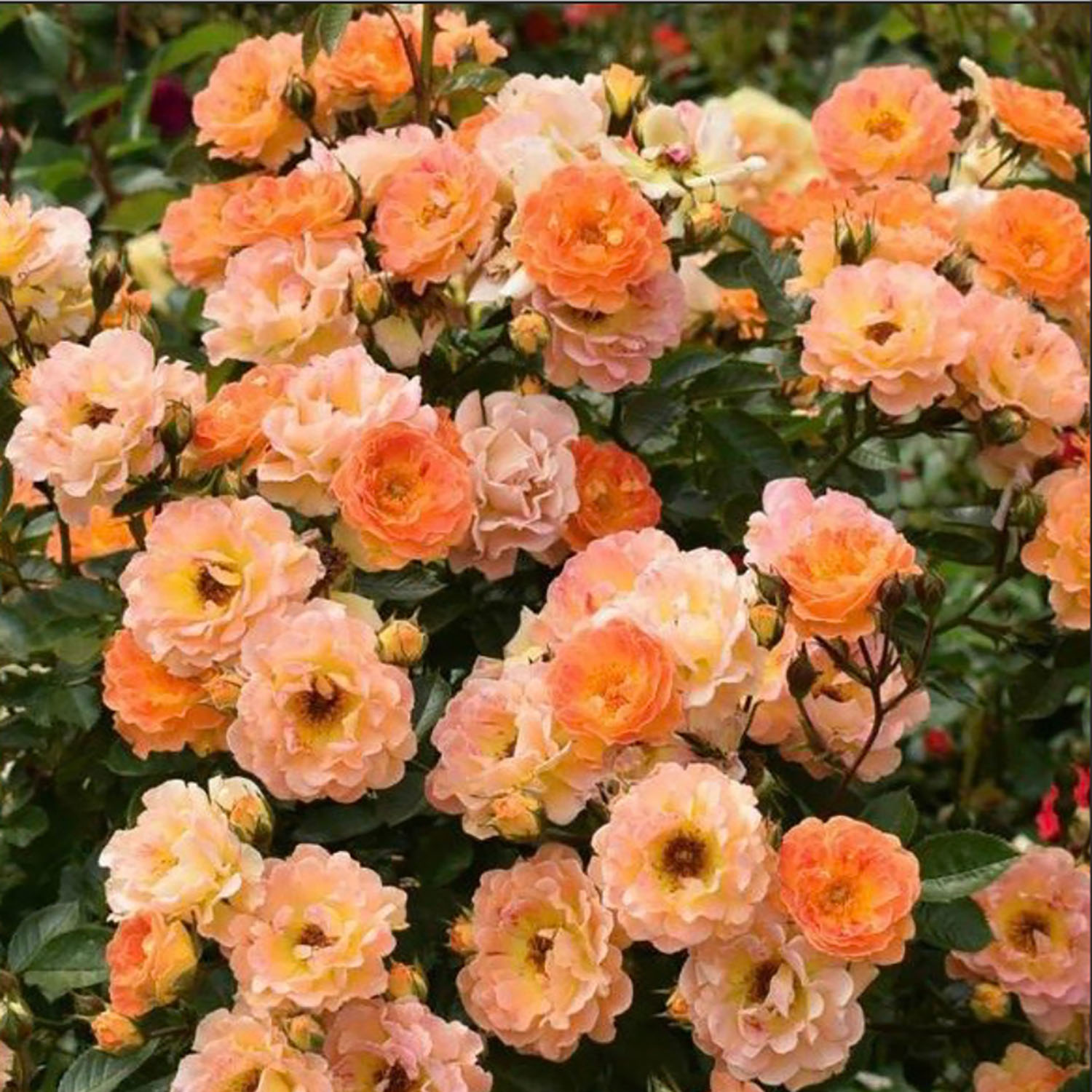 Роза почвопокровная Бесси Роза почвопокровная Бесси