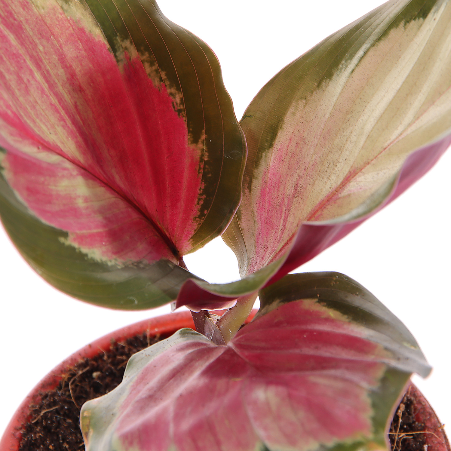 Калатея Микс D9 H15 *1/12