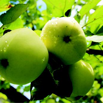 Яблоня Белый налив Саженец 2 года Высота саженца  100-120см