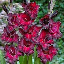 Гладиолус Блэк Сюрпрайс 5шт 12/14/Gladiolus Black Surprise Гладиолус Блэк Сюрпрайс 5шт 12/14/Gladiolus Black Surprise
