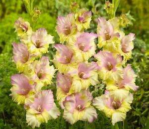 Гладиолус Мон Амур 5шт 12/14/Gladiolus Mon Amour Гладиолус Мон Амур 5шт 12/14/Gladiolus Mon Amour