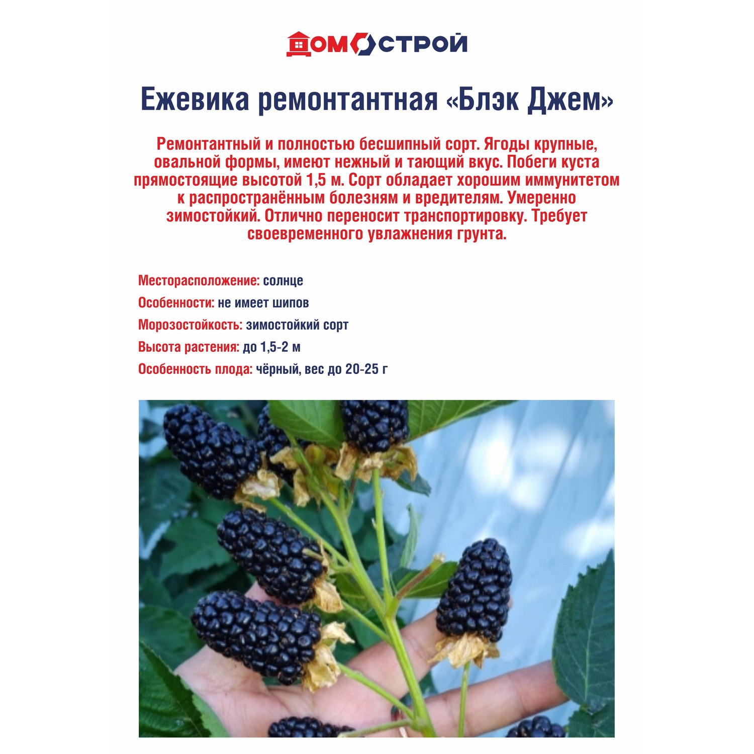 Ежевика ремонтантная Блэк Джем