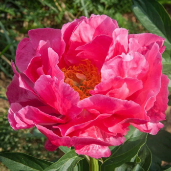 Пион Пауле Фэй 1шт/Paeonia Paula Fay