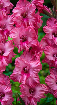 Гладиолус Кингстон 5шт 12/14/Gladiolus Kingston Гладиолус Кингстон 5шт 12/14/Gladiolus Kingston