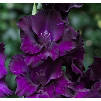 Гладиолус Блэк Вельвет 5шт 12/14/Gladiolus Black Velvet Гладиолус Блэк Вельвет 5шт 12/14/Gladiolus Black Velvet