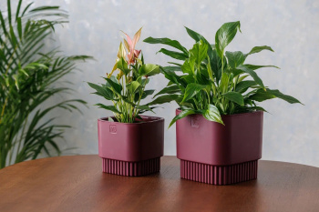 Кашпо пластм. "Бостон" 2,7л 153х153мм h147мм со вставкой Бордо АМБ-2,7-19 ("VipSet") *1/10