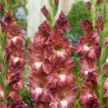 Гладиолус Босса Нова 5шт 12/14/Gladiolus Bossa Nova Гладиолус Босса Нова 5шт 12/14/Gladiolus Bossa Nova