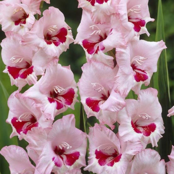 Гладиолус Клеменс 5шт 12/14/Gladiolus Clemence (для Патио) Гладиолус Клеменс 5шт 12/14/Gladiolus Clemence (для Патио)