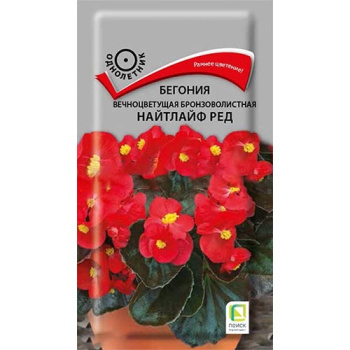 Бегония Найтлайф Ред вечноцветущая бронзоволистная 15шт ПОИСК /10