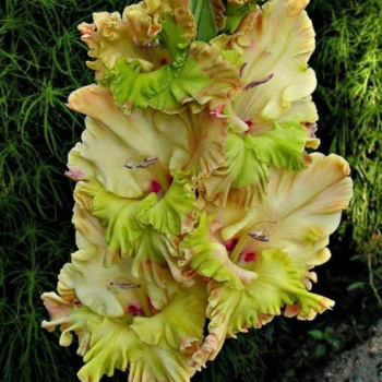 Гладиолус Киев 5шт 12/14/Gladiolus Kiev Гладиолус Киев 5шт 12/14/Gladiolus Kiev