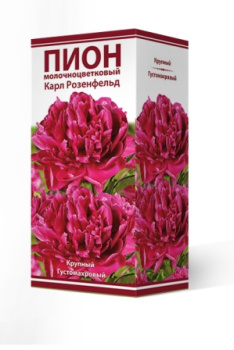 Пион молочноцветковый Карл Розенфельд 2-3Кор