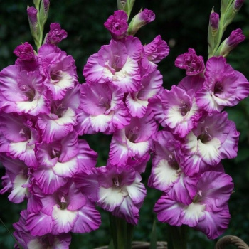 Гладиолус Анук 5шт 12/14/Gladiolus Anouk Гладиолус Анук 5шт 12/14/Gladiolus Anouk