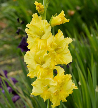 Гладиолус Лимон Дроп 5шт 12/14/Gladiolus Lemon Drop Гладиолус Лимон Дроп 5шт 12/14/Gladiolus Lemon Drop