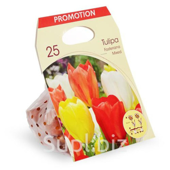 Семена Тюльпан Фостера микс р-р 11/12, , 5 шт 4253024